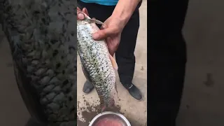 Automatic Fish Killing Machine for Scaling, Gutting and Cleaning Fishes