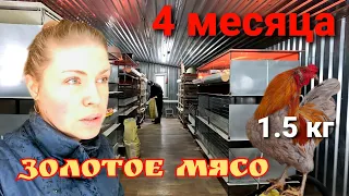 Осенний обзор нашего хозяйства. Мясной день.