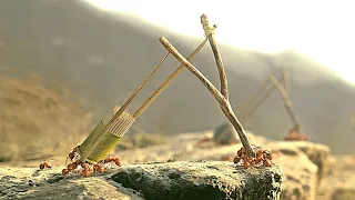 النمل بيستعد بأعواد الأسنان لصنع أسلحة حربية فى حرب كبيرة مع الجنس البشرى