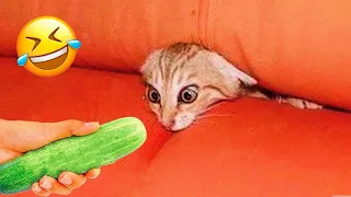 Try Not To Laugh 😅 New Funny Cats and Dogs Videos 😹🐶 Part 18