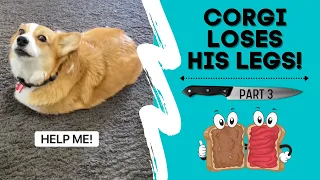 CORGI LOSES HIS LEGS! (Part 3) #shorts