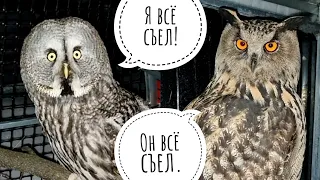 I left Kofi the owl in the aviary in the cold, and the owl Yoll yelled at me