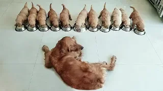 Cute is Not Enough - Funny Cats and Dogs Compilation #80