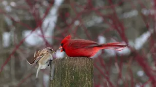 Angry Birds