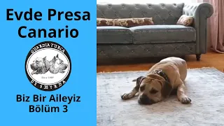 Evde Presa Canario - Biz Bir Aileyiz Bölüm 3 (Köpeklerimizden Memnun Dostlarımız Anlatıyor)