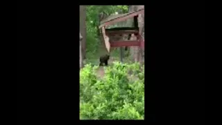 Bear Cub Spotted in Southeast St. Cloud Neighborhood