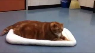 Книга рекордов Гиннеса - самая толстая кошка в мире ( более 20 кг)