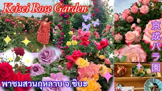 เที่ยวสนุกที่ญี่ปุ่น🇯🇵|Keisei Rose Garden 2022|TANOSHII JAPAN EP.215