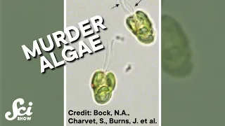 Some algae eat their food alive. #shorts #science #SciShow