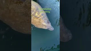 Manatee invasion in Clearwater FL