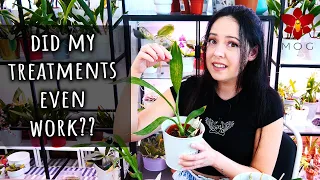 Am I getting anywhere with my Catasetum Orchids?? Chill Update