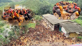 taking care of 88-day-old chickens, raising chickens in the rainy season