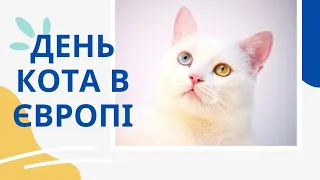 День кота в Європі | Домашні тварини | Книги про котів