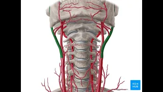 a carotis externa