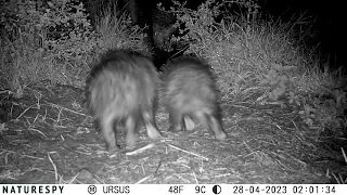 Two wet cubs back to set with parent