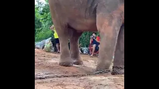 Elephant have baby🐘🐘🐘