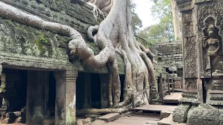 Lost in Time: The Ancient Beauty of the "Tomb Raider" Temple Ta Prohm 🇰🇭 Siem Reap, Cambodia 2023