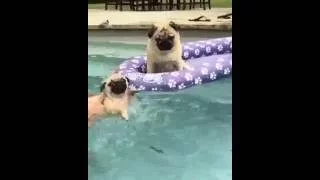 Pug swimming in pool. Swimming Pug. Мопс плавает в бассейне.