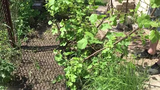 Формировка винограда в виде наклонно — вертикального кордона со свисающим приростом лозы.