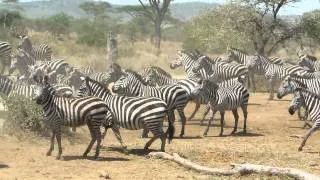 Zebras on the run