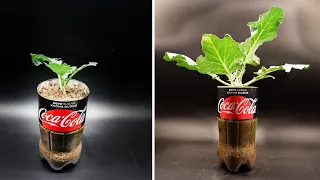 Growing Kohlrabi in Plastic Bottle Time Lapse