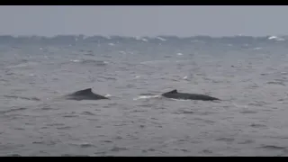 Long Edit Downwind Foiling:  Beautiful humpback whales downwinding ahead of me