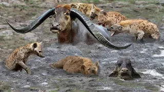 Best attack wild  Epic Battle Of Hyenas vs Buffalo : Lion , Buffalo , Wild Dog , warthog , deer