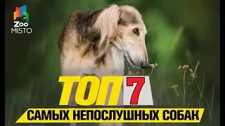 Tоп 7 самых непослушных собак |Top 7 most disobedient dogs