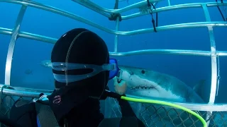 Great White Shark Expedition @ South Australia - (Neptune Islands)