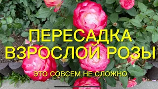 Розы. Пересадка взрослой розы. Не бойтесь пересаживать розы - это совсем не сложно.🌹🌹🌹