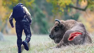 Лесник хотел помочь раненому ЗУБРУ, но то, что произошло НЕОЖИДАЛ НИКТО...