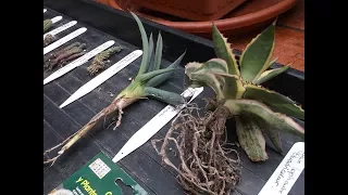Our INCREDIBLE Gifts of Cacti & Succulents & Carnivorous Plants - Unboxing