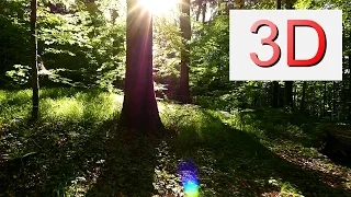 3D 4K Video 2160p: MAY FOREST WALK