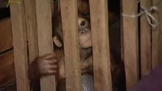 Rescue Mission Part 1 | Orangutan Diary | BBC Earth