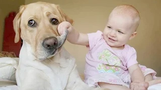 Смешные дети раздражают собак * Funny Kids irritere hunder