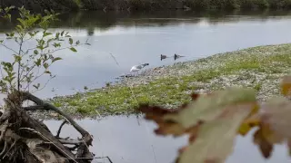 Seagull Eating Salmon.