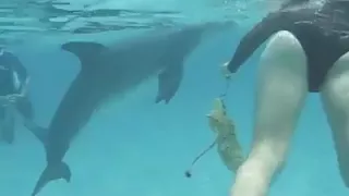 DOLPHIN TRIES TO RAPE LADY