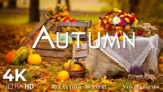 Enchanting Autumn Forests with Beautiful Piano Music🍁4K Autumn Ambience & Fall Foliage #3