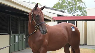 American Pharaoh x Montana Sunset. Lot 1178 from the 2023 January Magic Millions sale.