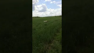 English pointer Karić(3)