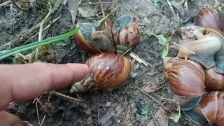 Menemukan banyak bekicot lucu dikebun, sangat seru dan asyik.