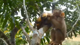 Beri makan anak monyet jinak di pohon yang berbuah,