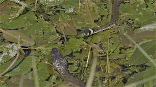 Encounters between grass snakes / Begegnungen zwischen Ringelnattern