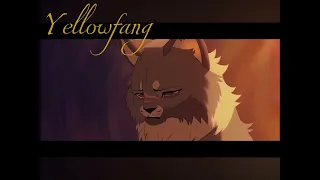 Warrior cats that starclan treated unfairly.. #warriorcats