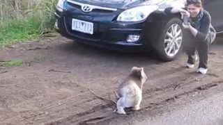 Wild Koala crossing the road.  Дикий Коала переходит дорогу. Австралия