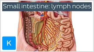 Lymph Nodes of the Small Intestine (preview) - Human Anatomy | Kenhub