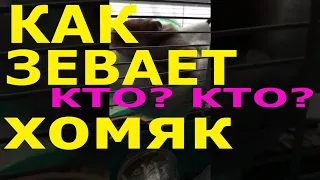 Как зевает хомяк