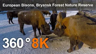 European Bison, Bryansk Forest Nature Reserve. 8K 360 video.