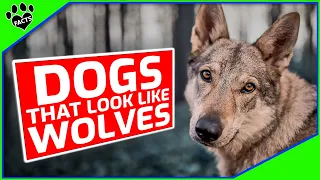 Top 7 Dogs That Look Like Wolves - Wolf-like Dogs 101