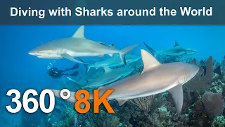 Diving with Sharks around the World. Underwater 8K 360 video.